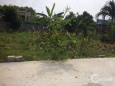 Cần bán đất full thổ cư