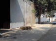 Cho thuê Kho 900m2 chứa hàng, SX Sạch, đường xe Container, Ngay KCN Tân Đông Hiệp B, Dĩ An