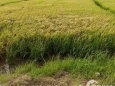 Cho thuê đất trồng cây Long An 10.000m2 giáp HCM 10km