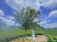 Bán đất View đồi chè Mộc Châu không thể đẹp hơn. Liên hệ 0822356688