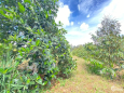 Bán gấp 500 vườn trái cây cách đường nhựa 300m