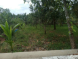 Bán đất khuyến mãi vườn dừa và mít Đất thuộc khóm 5 p5