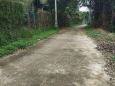 Bán gấp lô đất Diên Hoà. Hiện tại vườn Đang Thu hoạch Dừa.