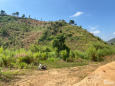 Bán đất ven Đà Lạt – chỉ 1.4ty cho 2.000m2