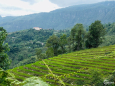 Siêu phẩm đất Y Tý - SaPa2 view ruộng bậc thang, giá rẻ tiềm năng tăng giá cao.