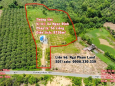 Nhà vườn 1ha chủ ngộp đang cần bán gấp ngay mặt tiền đường nhựa