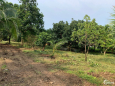 cần tiền bán gấp lô đất có vườn trái cây đẹp