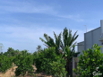 Bán nhà vườn 1.000 m2 có vườn trái cây su suê - oto vào tận giá rẻ chỉ 1ty