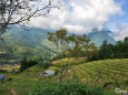 Bán mảnh đất view ruộng bậc thang cực đẹp ở Tả Van