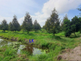 Bán trang trại: 51.000m² - sầu riêng, mítĐT 850, xã Tân Hội Trung