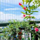 Bán nhà riêng: Bán căn góc penthouse 146m2 3pn chung cư lan phương trường thọ