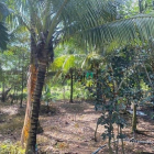 Bán nhà riêng: Bán đất 4500m² – Định Quán, giá siêu hấp dẫn 1 tỷ 7