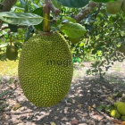 Bán nhà riêng: Bán đất Sông Nhạn – Cẩm Mỹ, Đồng Nai – 104,6m², giá 490 triệu