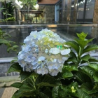 Bán nhà phố dự án: Bán biêt thự 1000m2 đường Lê Thị Riêng, Phường Thới An, Quận 