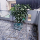 Bán nhà riêng: Nhà Q.8 - kinh doanh đỉnh - Bông Sao - xe hơi tận nhà - 92m2 nhỉn