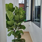 Bán nhà riêng: Bán nhà hẻm xe hơi đường Nguyễn Văn Lượng, P.17, 4 x 12, giá 5.7 