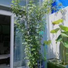 Bán nhà riêng: Bán nhà cực hot Hồ Văn Long, Kp1, Bình Hưng Hoà, Bình Tân, 2,65 t