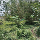 Bán đất thổ cư: NGỘP BÁN nhà vườn MT Long Tân Nhơn Trạch, vành đai 3, 11ty/2000m