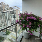 Căn hộ chung cư: Cho thuê căn hộ chung cư cao cấp MIDTOWN thiết kế 3pn2wc- view 
