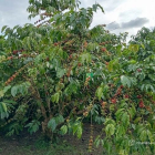 Bán đất nông, lâm nghiệp: 7 sào cafe phường 3 Bảo Lộc, đất bằng giáp suối.