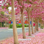 Mở bán tòa D, The Peak - Midtown, KĐT Phú Mỹ Hưng, 1.18 tỷ nhận nhà