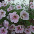 Với 1,6 tỷ để sở hữu căn hộ Condotel Golden Bay