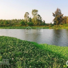 Đất biển Thống Nhất mặt tiền đường Lạc Long Quân 100m2 giá 1 tỷ 620 triệu