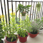 Cho thuê căn hộ Garden Gate Phú Nhuận, 2 phòng ngủ, 2WC, full nội thất, 18TR/TH