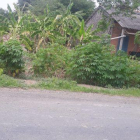 Bán đất mặt tiền TL 833, xã Tân Phước Tây, Tân Trụ, Long An.