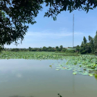 Biệt Thự Hồ Sen LAKE VIEW - Hòa Lạc, nơi đầu tư lý tưởng, sinh lời cao