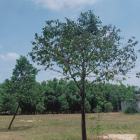 VỢ CHỒNG TÔI CẦN BÁN GẤP 600M2 ĐẤT THỔ CƯ, GẦN CHỢ THÍCH HỢP CHO KINH DOANH