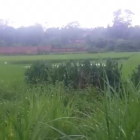 Chính chủ bán đất tại xã Minh Trí, huyện Sóc Sơn, HN