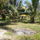 Vợ chồng cần bán gấp lô đất ấp 5, Phước Vân, Cần Đước, sổ hồng riêng, DT 1553m2