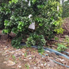 Ra gấp lô đất  7400m hiện đang trồng bưởi và mít siêu sớm, 1ty700tr