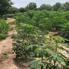 Bán 2 mẫu đất  20.237m2 gần nhà máy gạch Casino, Tiên Thuận, Bến Cầu giá 345K/m2