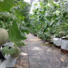 Mua đất Bình Châu tặng chuyến du lịch Thái Lan 6 ngày chỉ với 1,5tr/m2