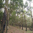 CẦN BÁN GẤP 1HA ĐẤT CAO SU BẰNG ĐẸP