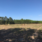 Gia đình muốn bán gấp 1 mẫu đất Tân Hiệp, Long Thành 92x105 có 200m2 thổ cư.