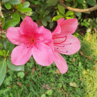 ĐẤT THỔ CƯ 100% GẦN DỰ ÁN NĂM SAO SAILING BAY, GẦN BIỂN TẮM TỰ NHIÊN.