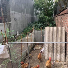 Bán Gấp LÔ Đất Ngõ 8 CHÙA HÀ, VĨNH YÊN VP