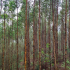 Chính chủ cần bán ngay đất rừng sản xuất , từ 5ha-1000ha , giá 169tr/1ha , shr