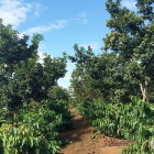 BẤN ĐẤT RẪY ĐÃ CÓ SỔ ĐỎ DT 15000M2