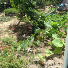 Cần bán đất ở vườn rộng 500m2, vị trí đất gần trung tâm tp Hải Dương