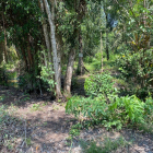 Bán đất ven sông Phước Khánh - Nhơn Trạch, đường ô tô, khu dân cư, SHR, giá đầu