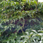 Kẹt nợ rao gấp quả đồi 10ha Đắk Song, trồng kín đất, bao sang sổ