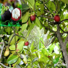 Bán đất biệt thự vườn 1000m2 đang trồng cây ăn trái, đường Trảng Bom - Xuân Lộc