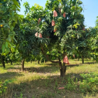 Bán gấp 2 miếng đất Vườn trái cây sẳn,ngay Sông La Ngà,Sổ hồng Bao Sang Sổ