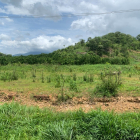 BÁN VƯỜN BƯỞI 1,5 HA – CÓ 1400 GỐC (7 NĂM TUỔI) ĐANG THU HOẠCH