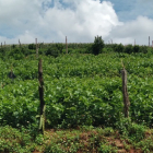 Cần bán gấp 3ha đất rẩy cafe mắc ca sầu riêng