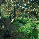 Bán : 2.306 m2 đất vườn Hạnh, Đường bê tông tới đất, ngang 14m ( nở hậu)  Cần Th